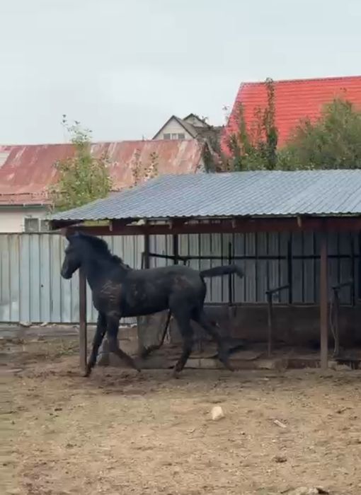 Кунан 2 года 160 см холка ездовой