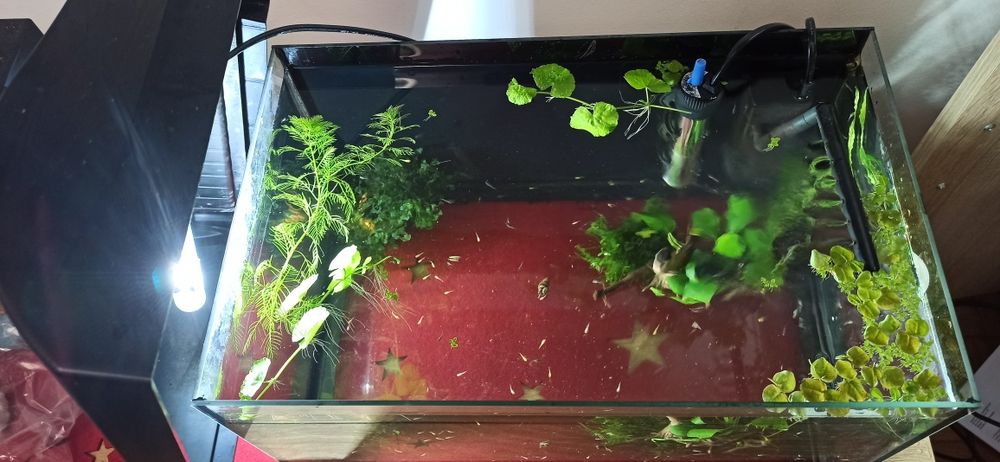 Acvariu Diversa 25 l