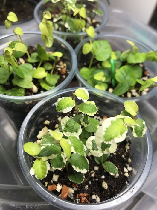 Продам 2 вида фикус Пумила!