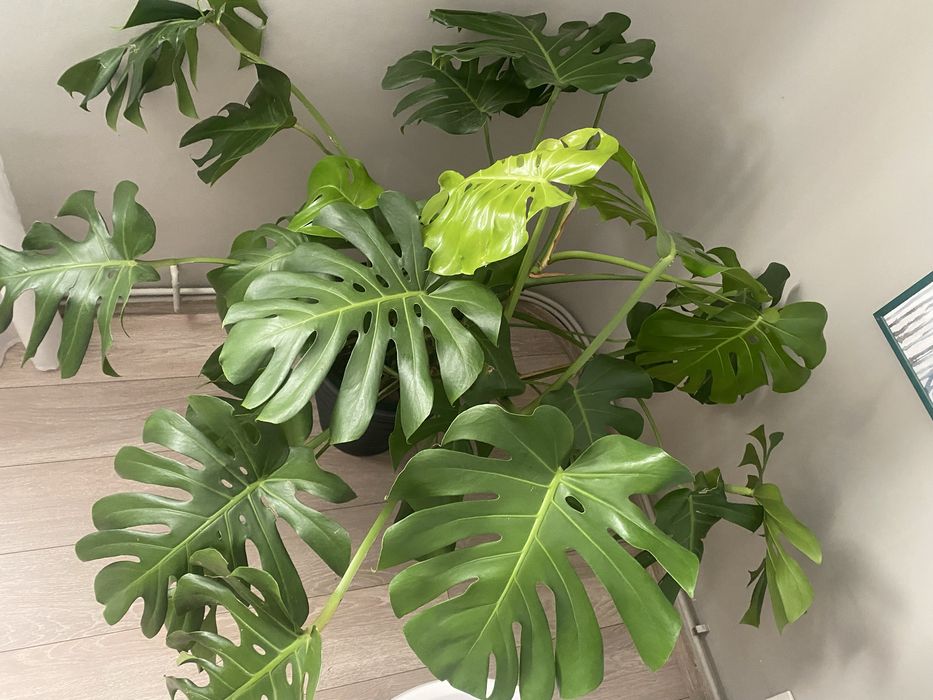Filodendron Monstera Deliciosa