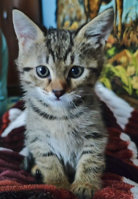 Отдам котёнка в хорошие руки