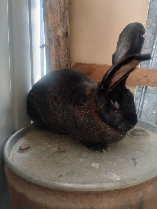 Femelă Uriaș German