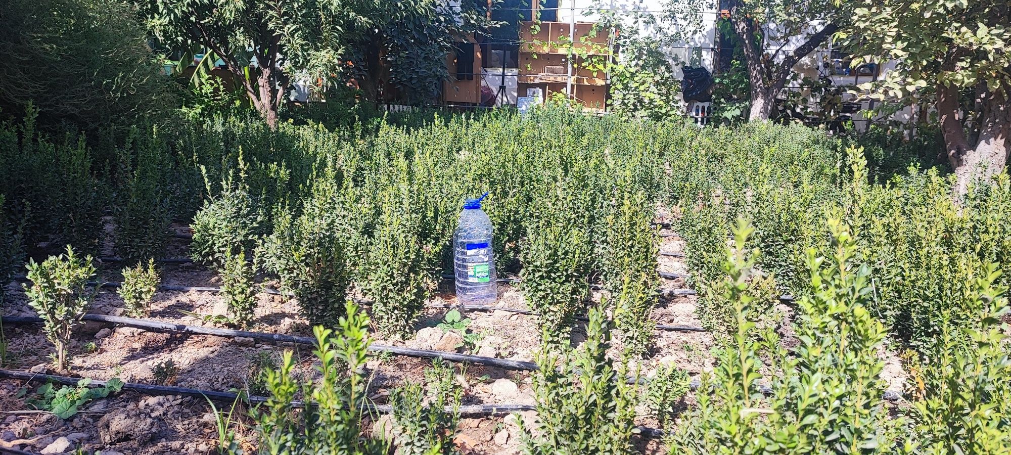 Шамшод буталари хамасини оса 15 000