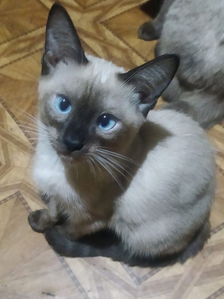Отдам даром котят в добрые руки!