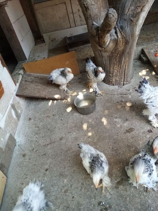 Găini de rasa de diferite marimi