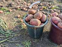 Продам картофель крупный красный