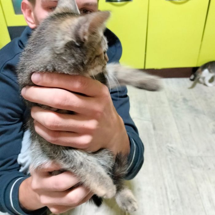 Отдам котят  в добрые руки, мальчик  и  девочка.