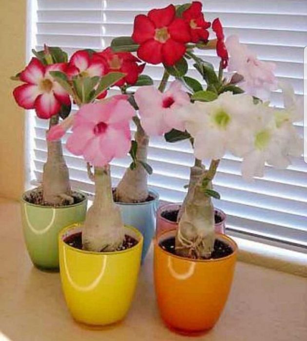 Adenium - Trandafirul Desertului De Vanzare