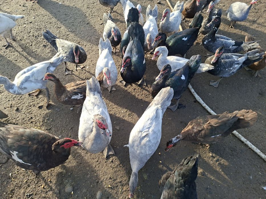 Vând  sau schimb rațe leșești.