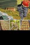 Vand struguri de vin livrez oriunde în tara