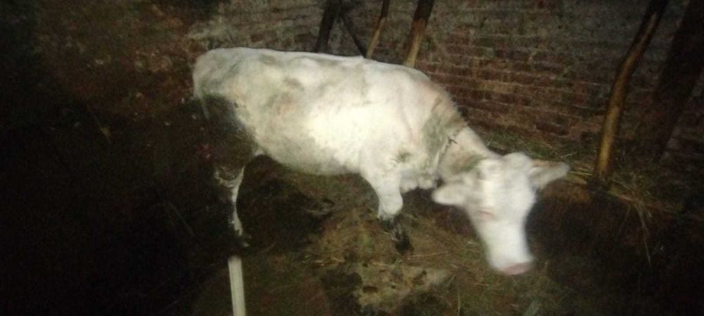 Junincă  si tăuraș