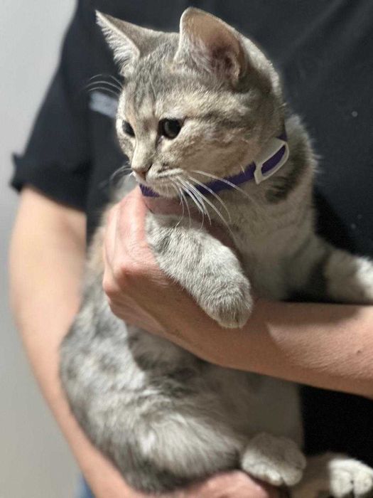 Молодая красивая кошка, домашняя