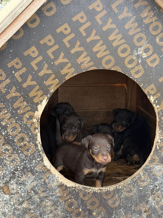 Jagd Terrier, Maro, JagdTerrier, caine de vanatoare