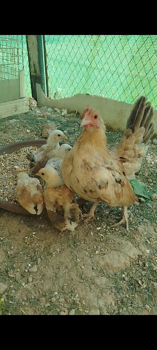 Serama xoroz va tovuq va 5 ta jojasi bilan