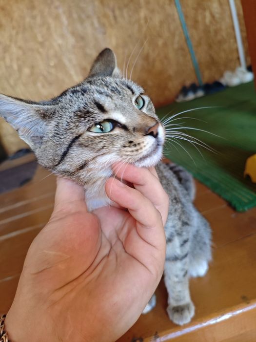 Отдам в добрые руки кошечку