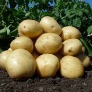 Семенной картофель Гала 2рс