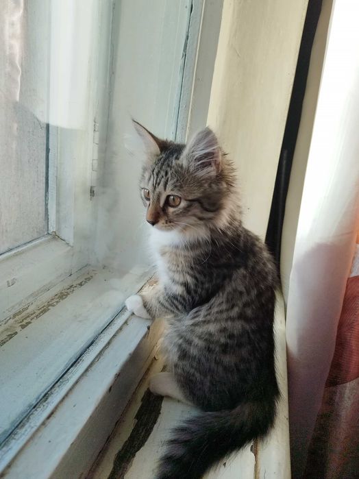 Котенок 3 месяца, девочка. Отдам ответственным людям