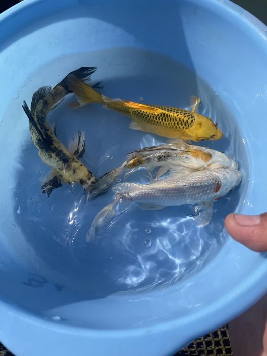 Коя валивый