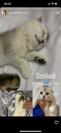 Котенок (скоттиш) шотландская вислуховая кошка