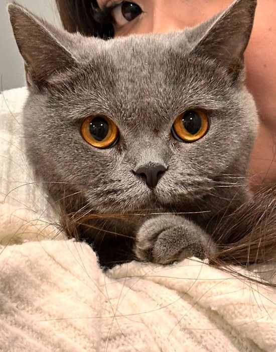 Отдам даром кошечку