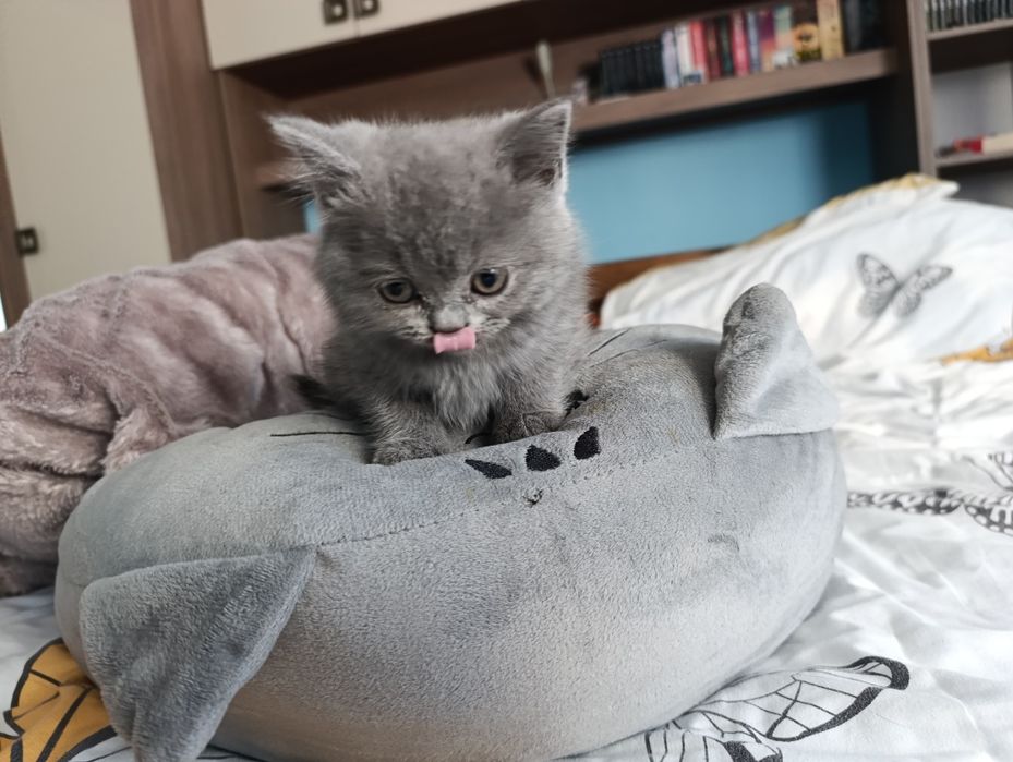 British shorthair