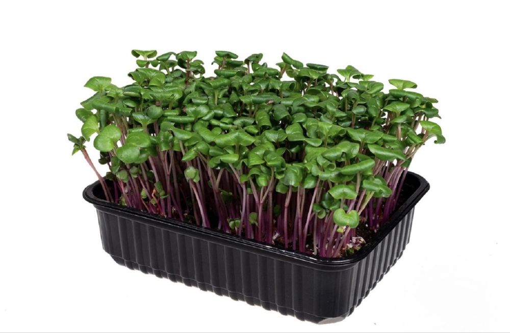 Свежая микрозелень — редис, горох, амарант |натурально