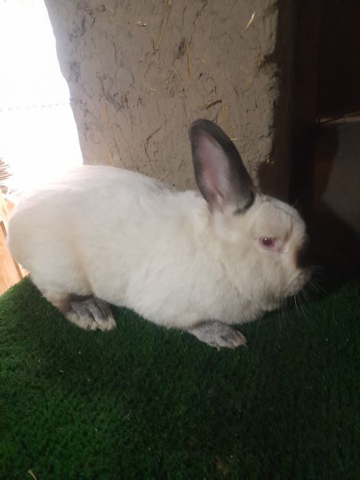 Декаратив тайор Эркаг зот олишга Калифорнии и баран карлик тоза зотла