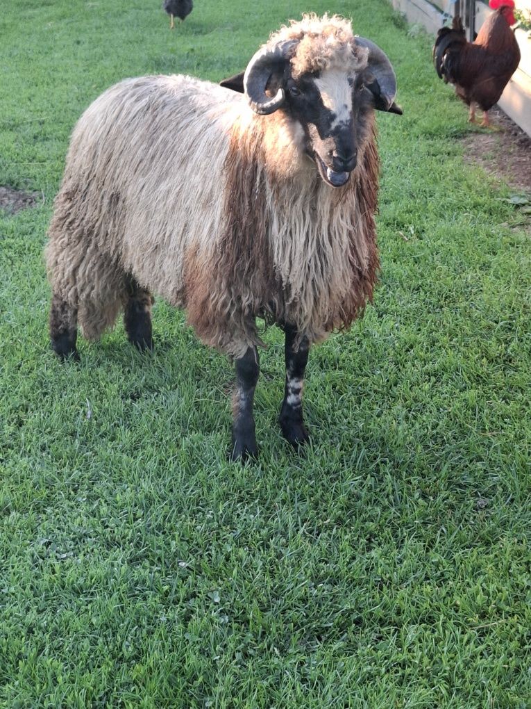 Berbecuți disponibili