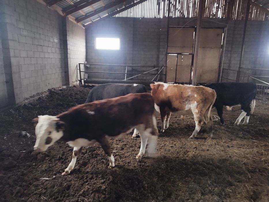 4 БАС подсос еркек пішілмеген