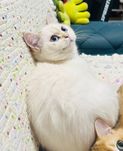 На продаже колорная девочка