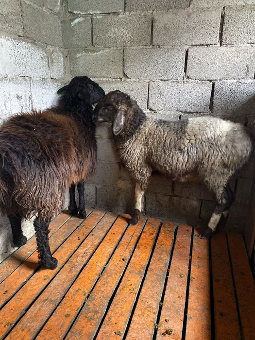 Продаеться Овцы, Тоқтылар