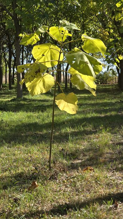 Puieți de pawlonia de vânzare