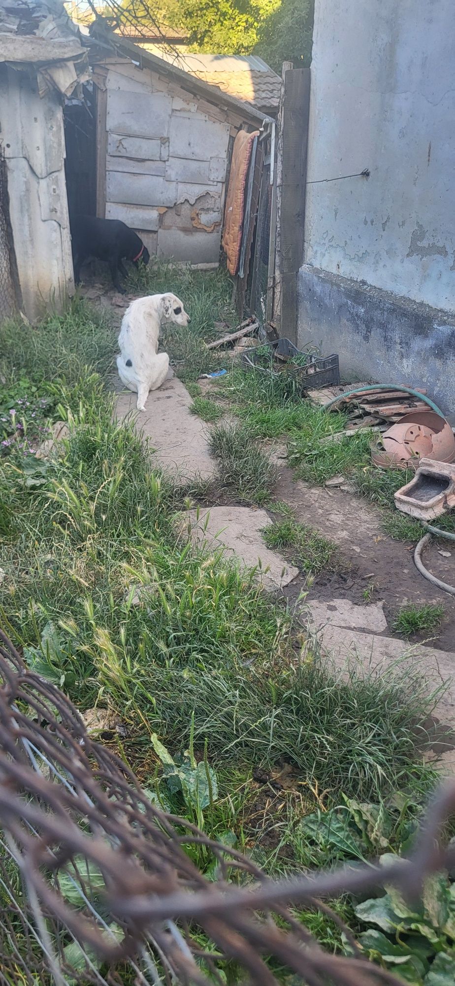 Căței caini labrador