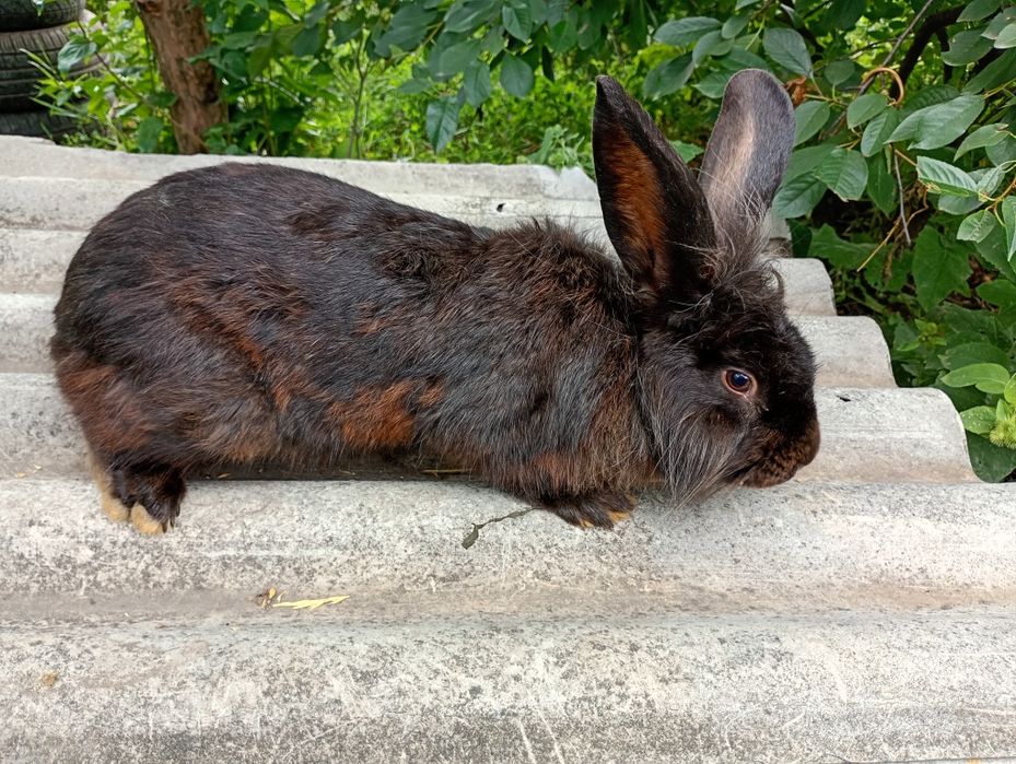 De vânzare detalii in privat. Județul Suceava