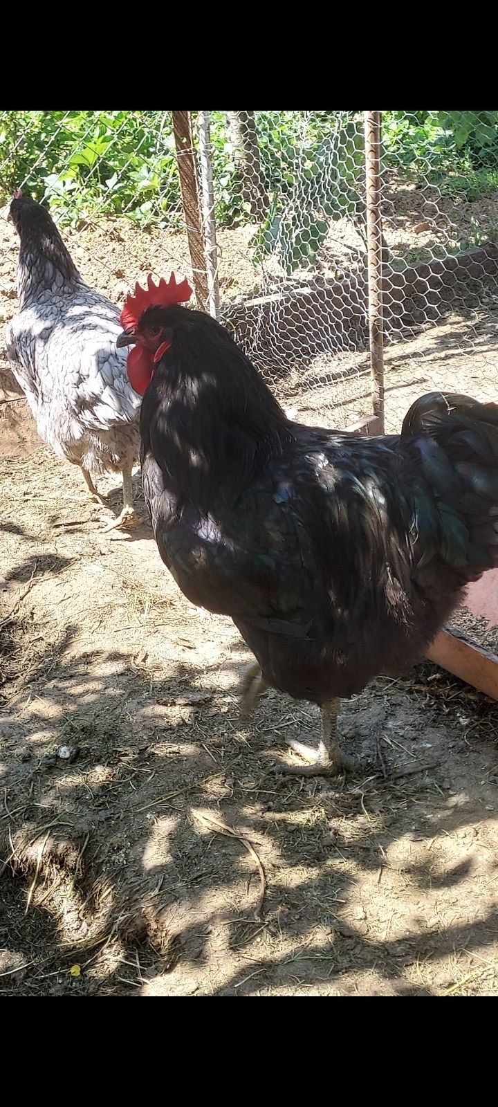 Vând cocoși diferite rase