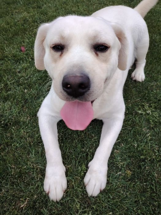 Vand Labrador Adult cu Pedigree