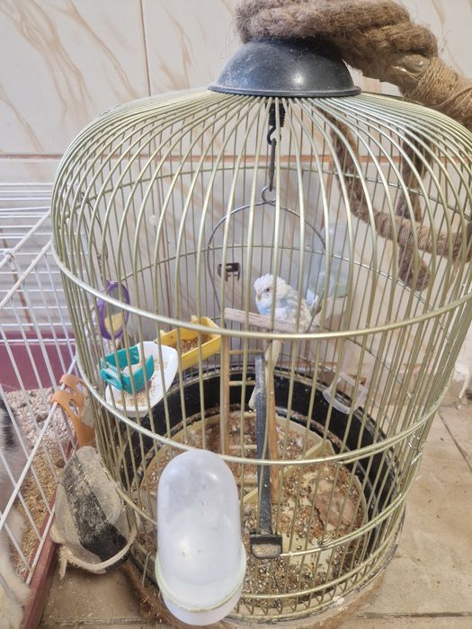 Peruș-papagal (fetiță)