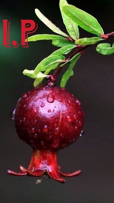 Rodie diferite soiuri