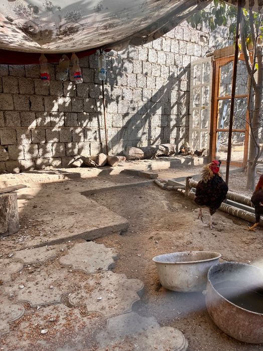 Домашный Петух - ХУРОЗ