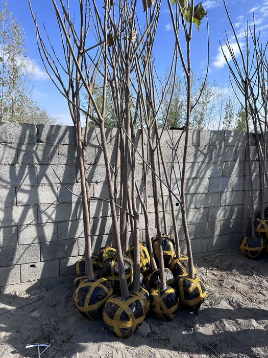 Декоратив кучатлар бор комли Manzarali ko’chatlar turpogi bilan bor