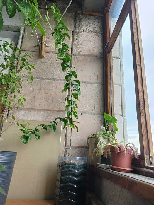 Продаются комнатные растения.