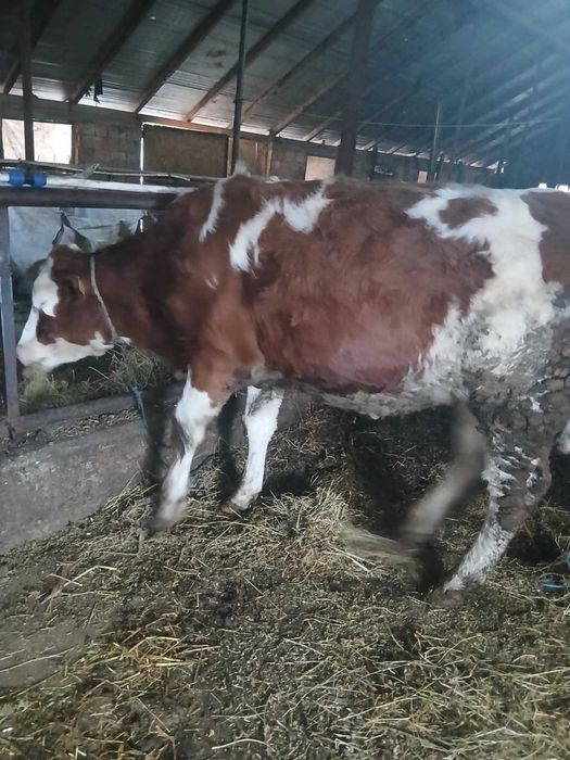 Vănd 2 juninci de afăta