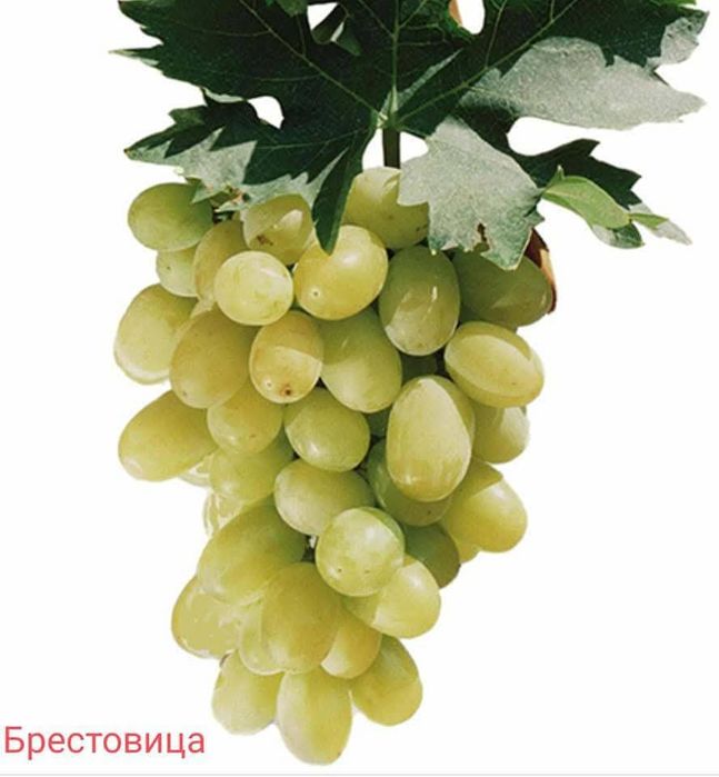 Лозов посадъчен материал и овощен посадъчен материал