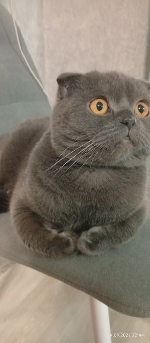 Вислоухий шотландец на вязку.