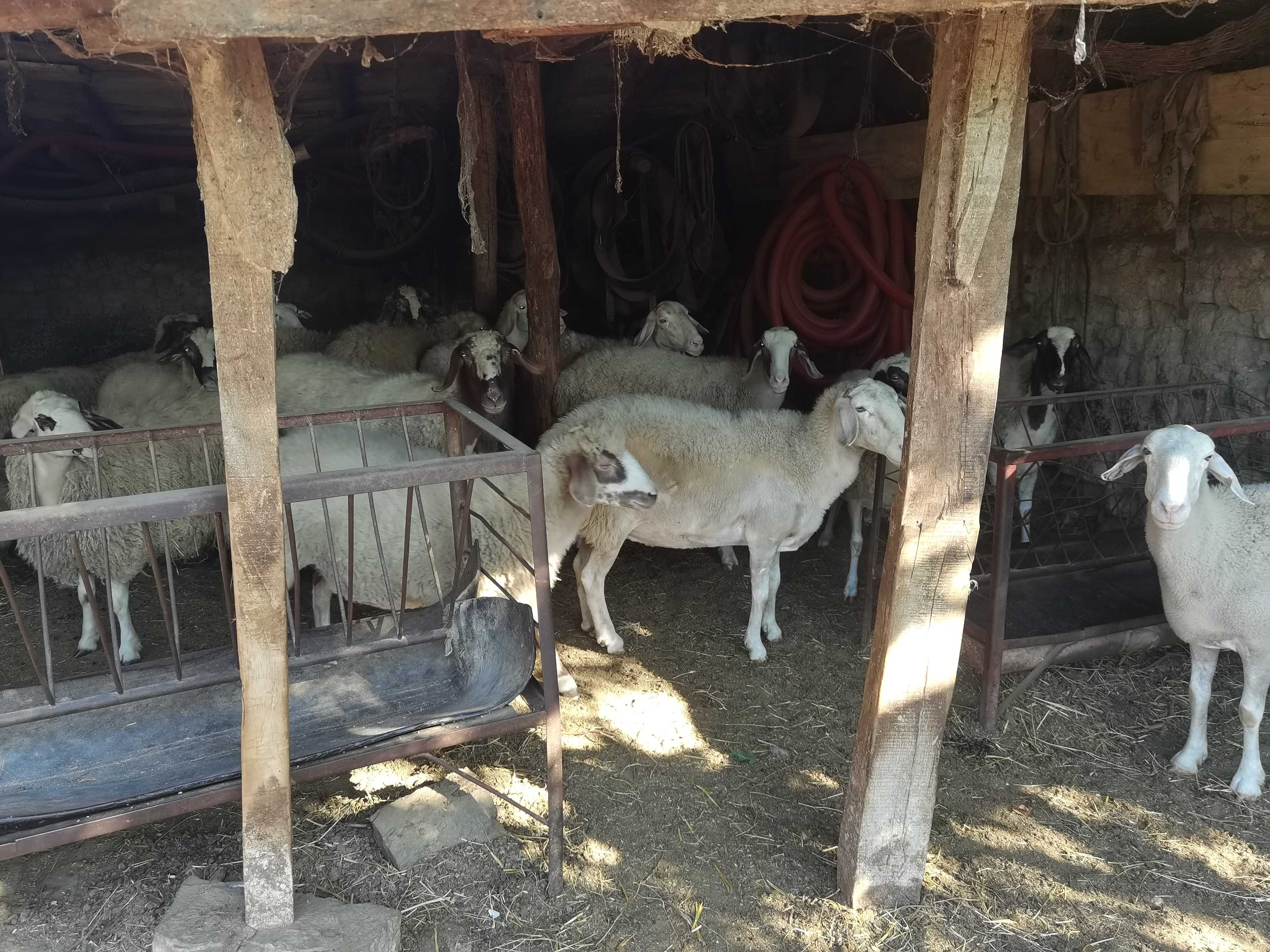 Продавам Овце Аваси