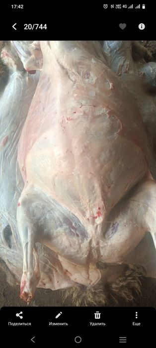 Семіз қойлар бар, жирные бараны