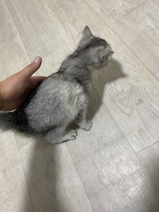 Mushuk zotdor arzon sotiladi britansky silver