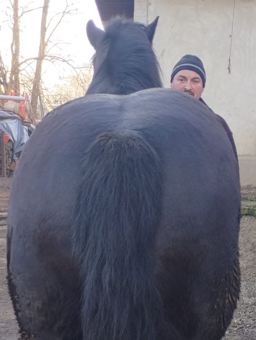 Mânz ardenez de 3 ani