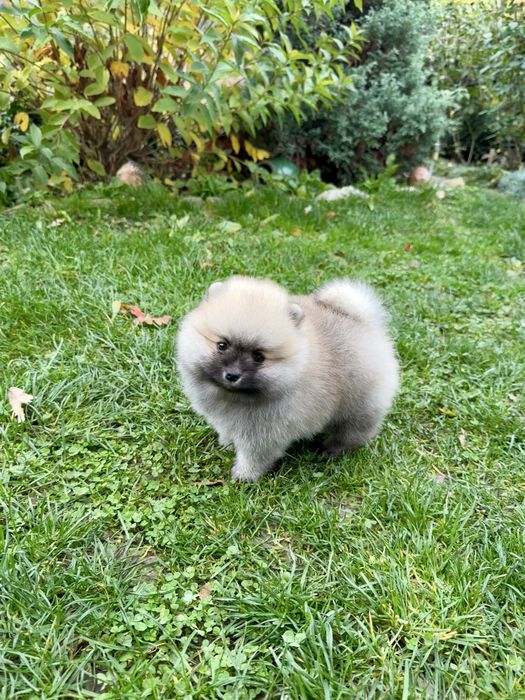 Померан мини момче. Померанче