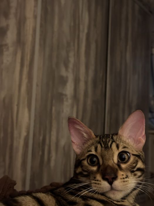 Вязка кота Бенгальской породы.